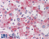 Anti-ATG16L1 / ATG16L Antibody (aa38-87) IHC-plus LS-B5840