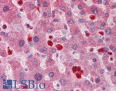 Anti-GCLM Antibody (aa182-231) IHC-plus LS-B5848