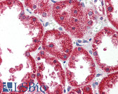 Anti-HINT / HINT1 Antibody (aa38-87) IHC-plus LS-B5853