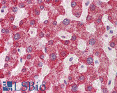 Anti-SH2B1 Antibody (aa395-444) IHC-plus LS-B5863