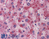 Anti-FGF21 Antibody (N-Terminus) IHC-plus LS-B5864