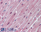 Anti-SPNS2 Antibody (aa71-120) IHC-plus LS-B5867