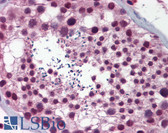 Anti-NASP Antibody (aa287-336) IHC-plus LS-B5873