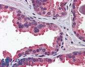 Anti-WNT3A Antibody (N-Terminus) IHC-plus LS-B5876