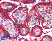 Anti-WNT3A Antibody (aa227-276) IHC-plus LS-B5896