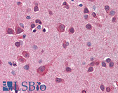Anti-APG12 / ATG12 Antibody (aa79-128) IHC-plus LS-B5897
