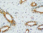 PP2A IHC Antibody