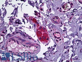 Anti-NPY5R Antibody (Internal) IHC-plus LS-B5910