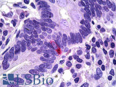 Anti-PPY / Pancreatic Polypeptide Antibody (Internal) IHC-plus LS-B5911