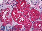 Anti-MSRA Antibody IHC-plus LS-B5925
