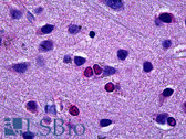 Anti-EBF3 / COE3 Antibody (clone 8D6) IHC-plus LS-B5929