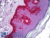 Anti-CELA1 / Pancreatic Elastase 1 Antibody (clone 4H5) IHC-plus LS-B5934