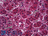 Anti-PDE9A Antibody (clone 1E1) IHC-plus LS-B5937