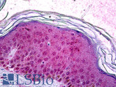 Anti-SOX10 Antibody (clone 1E6) IHC-plus LS-B5939
