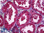 Anti-SPP1 / Osteopontin Antibody (clone X1) IHC-plus LS-B5940