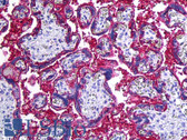 Anti-CD46 Antibody (clone MEM-258) IHC-plus LS-B5950