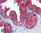 Anti-CD9 Antibody IHC-plus LS-B5962