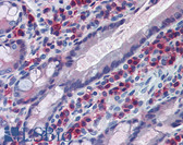Anti-CD163 Antibody (clone ED2) IHC-plus LS-B5967