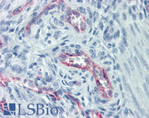 Anti-CLDN5 / Claudin 5 Antibody (aa169-218) IHC-plus LS-B5971