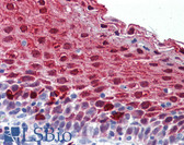 Anti-MARK4 Antibody (aa461-510) IHC-plus LS-B5983