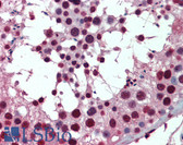 Anti-RBM8A / Y14 Antibody (clone 3E4) IHC-plus LS-B5993