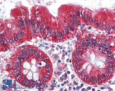 Anti-NEUROG3 / NGN3 / Neurogenin 3 Antibody (N-Terminus) IHC-plus LS-B5999