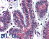Anti-RHOA Antibody (clone 1B12) IHC-plus LS-B6004