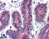 Anti-RHOA Antibody (clone 1C1) IHC-plus LS-B6005