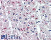Anti-ASAH1 / Acid Ceramidase Antibody (clone 1A7) IHC-plus LS-B6009