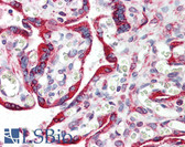 Anti-CANX / Calnexin Antibody (clone 1D4) IHC-plus LS-B6014