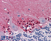 Anti-CBS Antibody (clone 3E1) IHC-plus LS-B6016