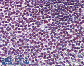 Anti-RCC1 Antibody (clone 2F1) IHC-plus LS-B6024