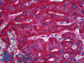 Anti-SLC13A5 Antibody (clone 2G4) IHC-plus LS-B6038