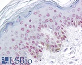 Anti-RBM3 Antibody (clone 4D6) IHC-plus LS-B6040