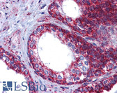 Anti-HSPA9 / Mortalin / GRP75 Antibody (aa630-679) IHC-plus LS-B6047