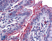 Anti-FLT4 / VEGFR3 Antibody (Extracellular Domain, clone 9D9F9) IHC-plus LS-B6053
