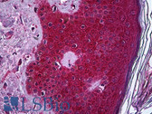 Anti-TNF Alpha Antibody (clone M 1 C4) IHC-plus LS-B6067