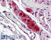 Anti-ELAVL4 / HuD Antibody (clone 6B9) IHC-plus LS-B6079