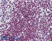 Anti-FOXO3 / FOXO3A Antibody (clone 4E8) IHC-plus LS-B6086