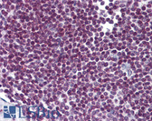 Anti-FOXO3 / FOXO3A Antibody (clone 3C2) IHC-plus LS-B6089