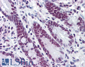 Anti-HDAC1 Antibody (clone 3E1) IHC-plus LS-B6094