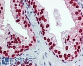 Anti-FOXA1 Antibody (clone 3C1) IHC-plus LS-B6101