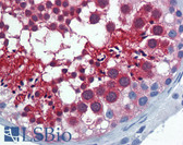 Anti-IPO5 / RANBP5 Antibody (clone 1C4) IHC-plus LS-B6107