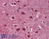 Anti-MAG Antibody (clone 3C7) IHC-plus LS-B6112