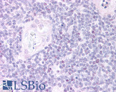 Anti-FOXN1 Antibody (C-Terminus) IHC-plus LS-B10