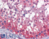 Anti-MIF Antibody IHC-plus LS-B6129