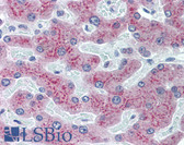 Anti-RBP4 Antibody (clone 4H7) IHC-plus LS-B6140