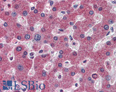 Anti-RBP4 Antibody (clone 4E7) IHC-plus LS-B6141