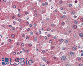 Anti-RBP4 Antibody (clone 4D9) IHC-plus LS-B6142