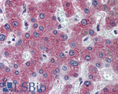 Anti-RBP4 Antibody (clone 3D12) IHC-plus LS-B6143